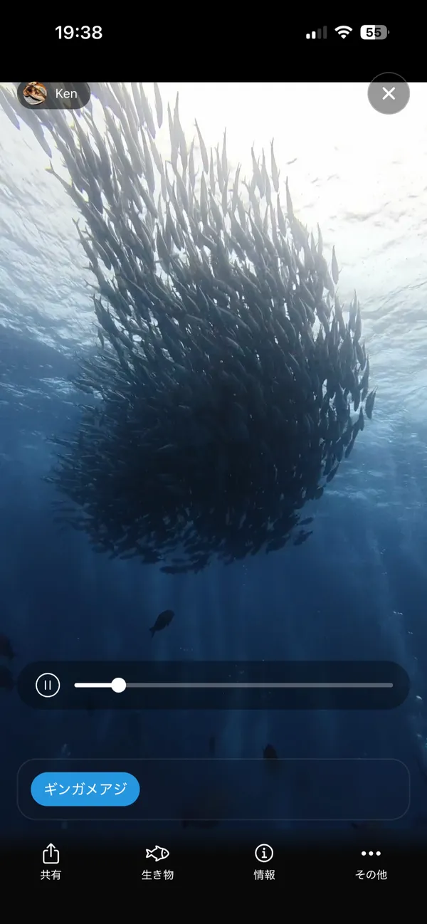 ギンガメアジの群れの動画を再生している画面